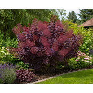 Škumpa vlasatá (Cotinus coggygria) ´ROYAL PURPLE´- výška 40-60 cm, kont. C2L
